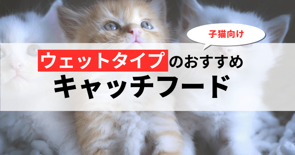 【子猫向け】ウェットタイプのおすすめキャットフード